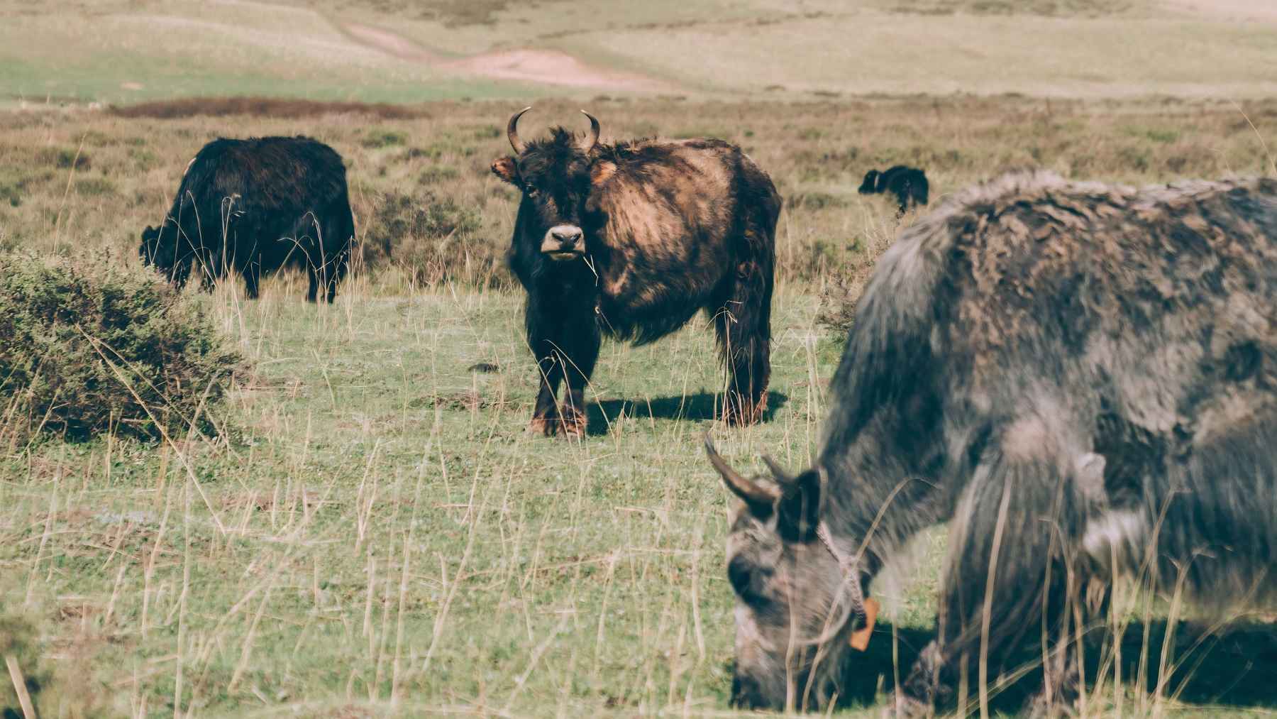 ECOnews 1 Tibetan yaks grazing on a high altitude plateau where scientists studied microbial diversity.