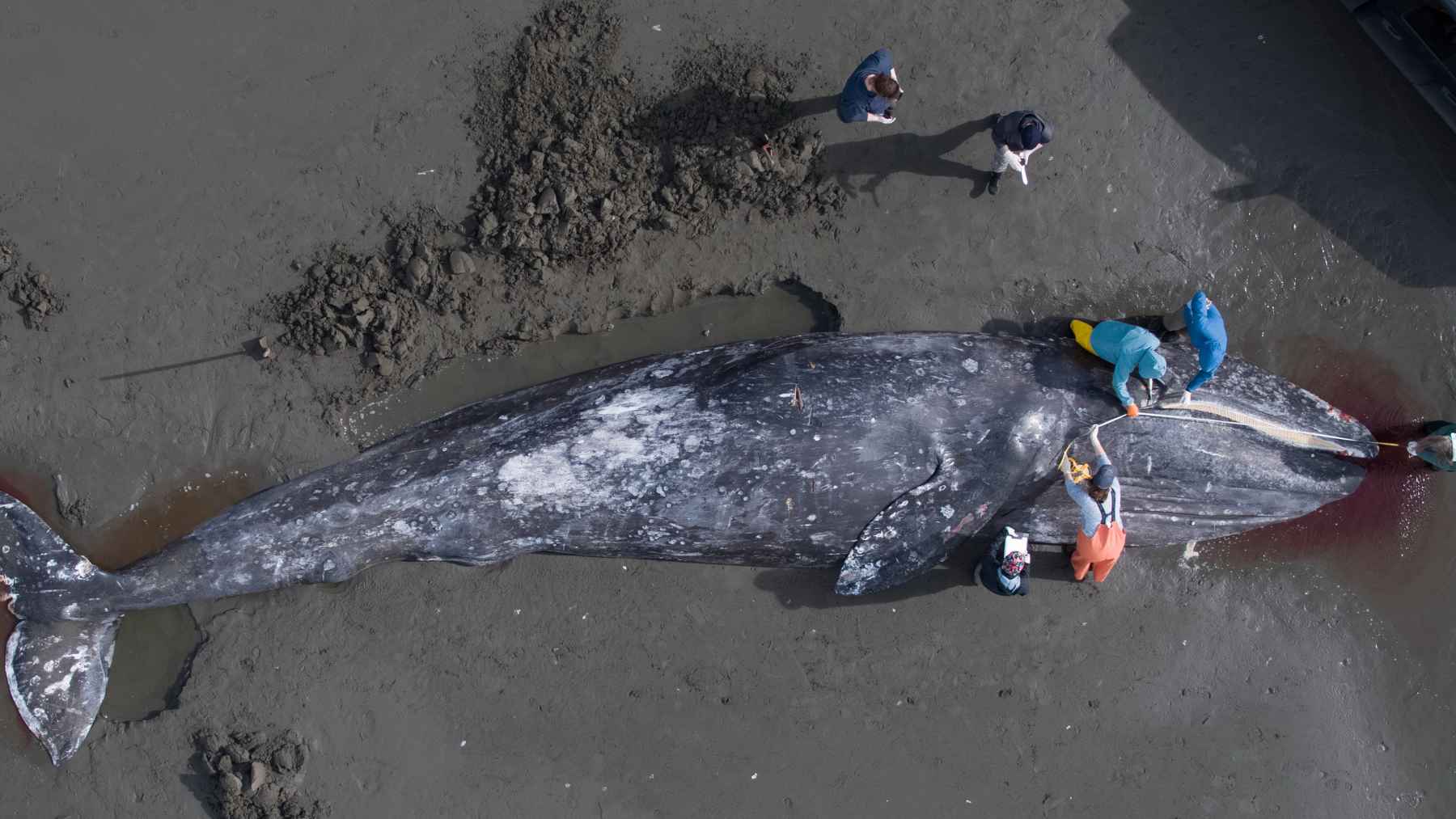 Germany let a last-ditch rescue try to save “Timmy,” a humpback stranded on a sandbank, and after a privately funded operation costing about $1.6 million to tow him toward the North Sea, Danish authorities confirmed the whale was found dead near Anholt 1 Researchers examine a stranded humpback whale on a beach after its death near Anholt, Denmark, following a high-profile rescue attempt.