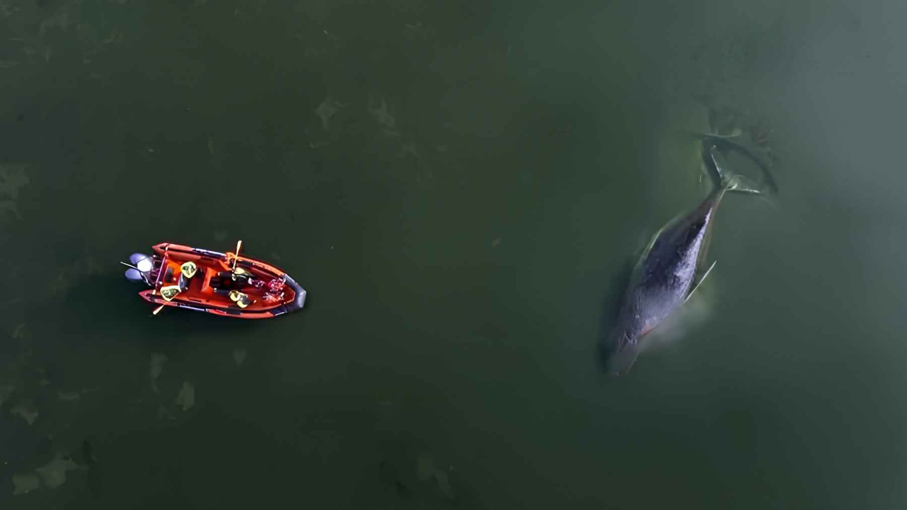 Timmy the stranded humpback whale during rescue efforts after repeated strandings in shallow Baltic Sea waters.