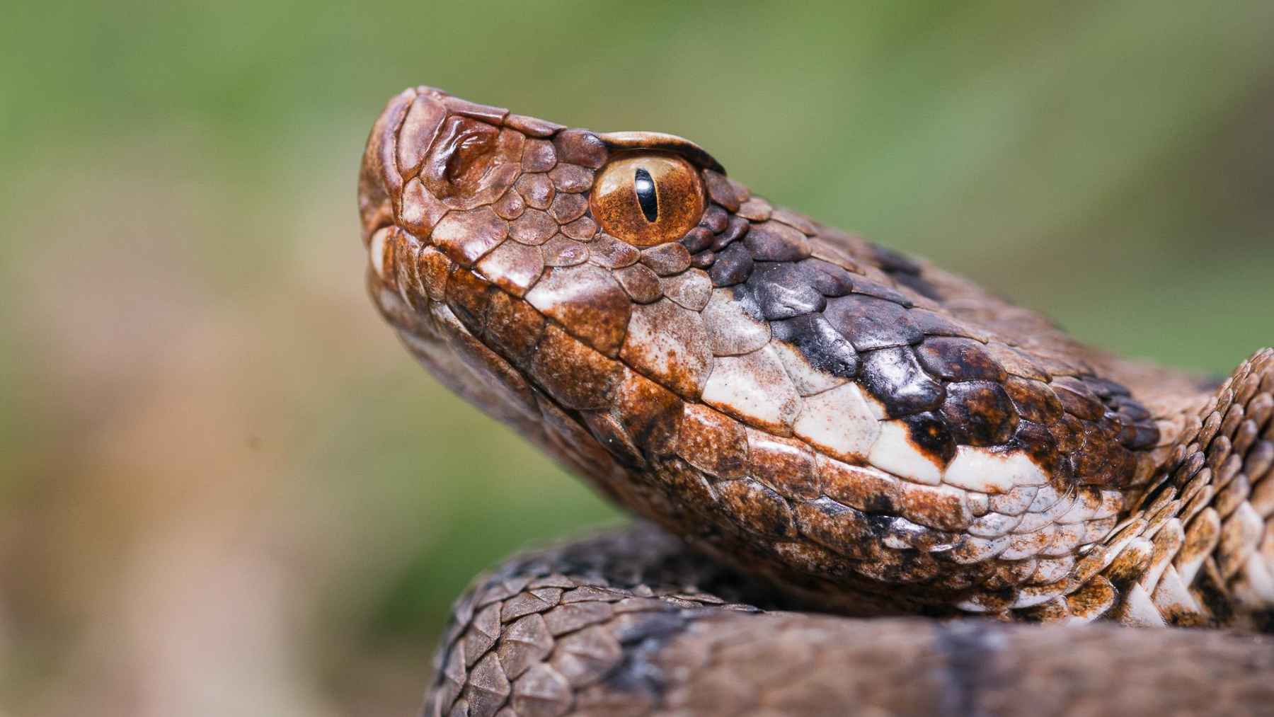 Viper or harmless snake? One glance at the eyes, head, and tail could save you from panic – or a hospital trip 1 Close-up of a viper's head showing its vertical slit pupil, triangular head shape, and distinctive scales used for species identification.