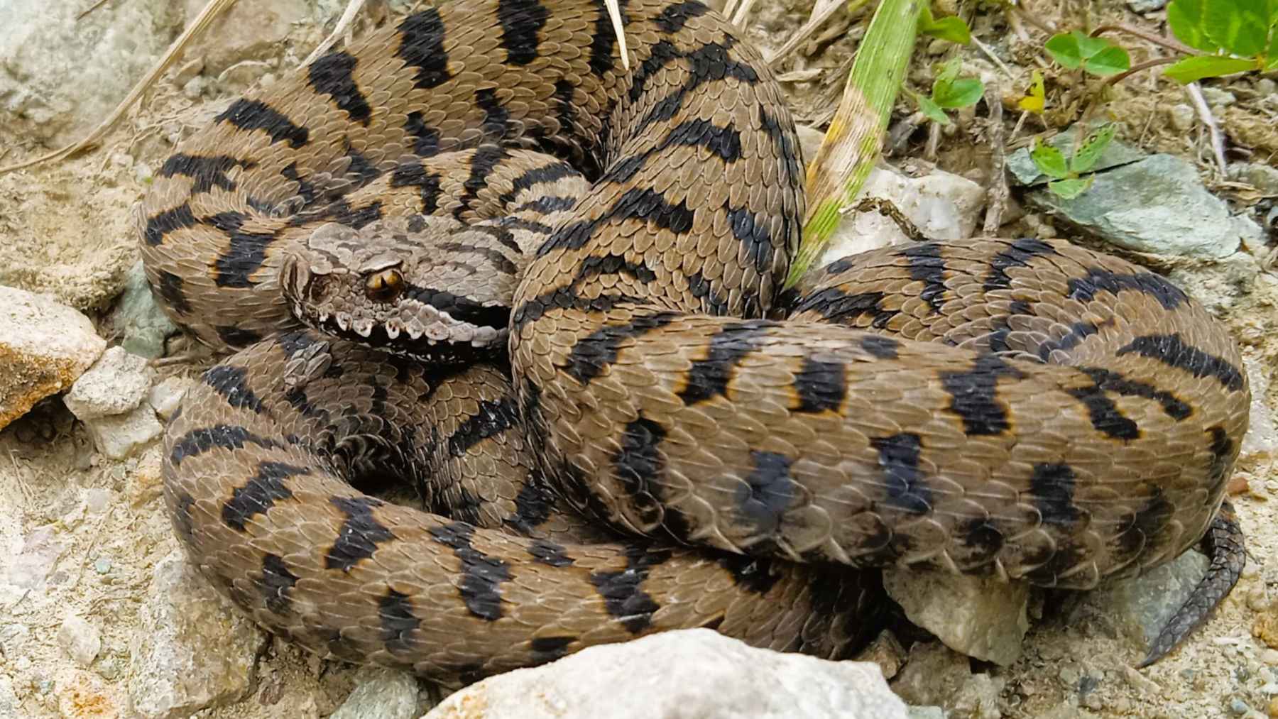 Close-up of a snake in its natural habitat showing key identification features such as pupil shape, head structure, scales, and tail.