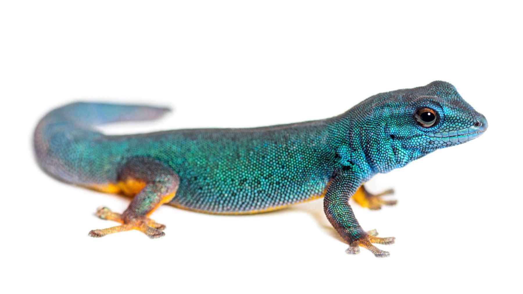 Williams' electric blue day gecko perched on a pandanus plant in Tanzania's Kimboza Forest Reserve, where conservation efforts are helping the endangered species recover.
