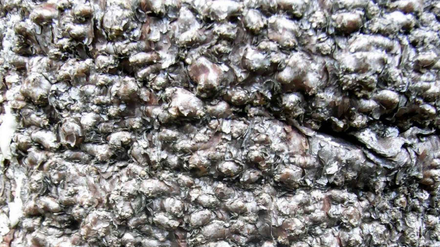 Close-up of Wollemi pine bark with distinctive bubbly texture on ancient living fossil tree