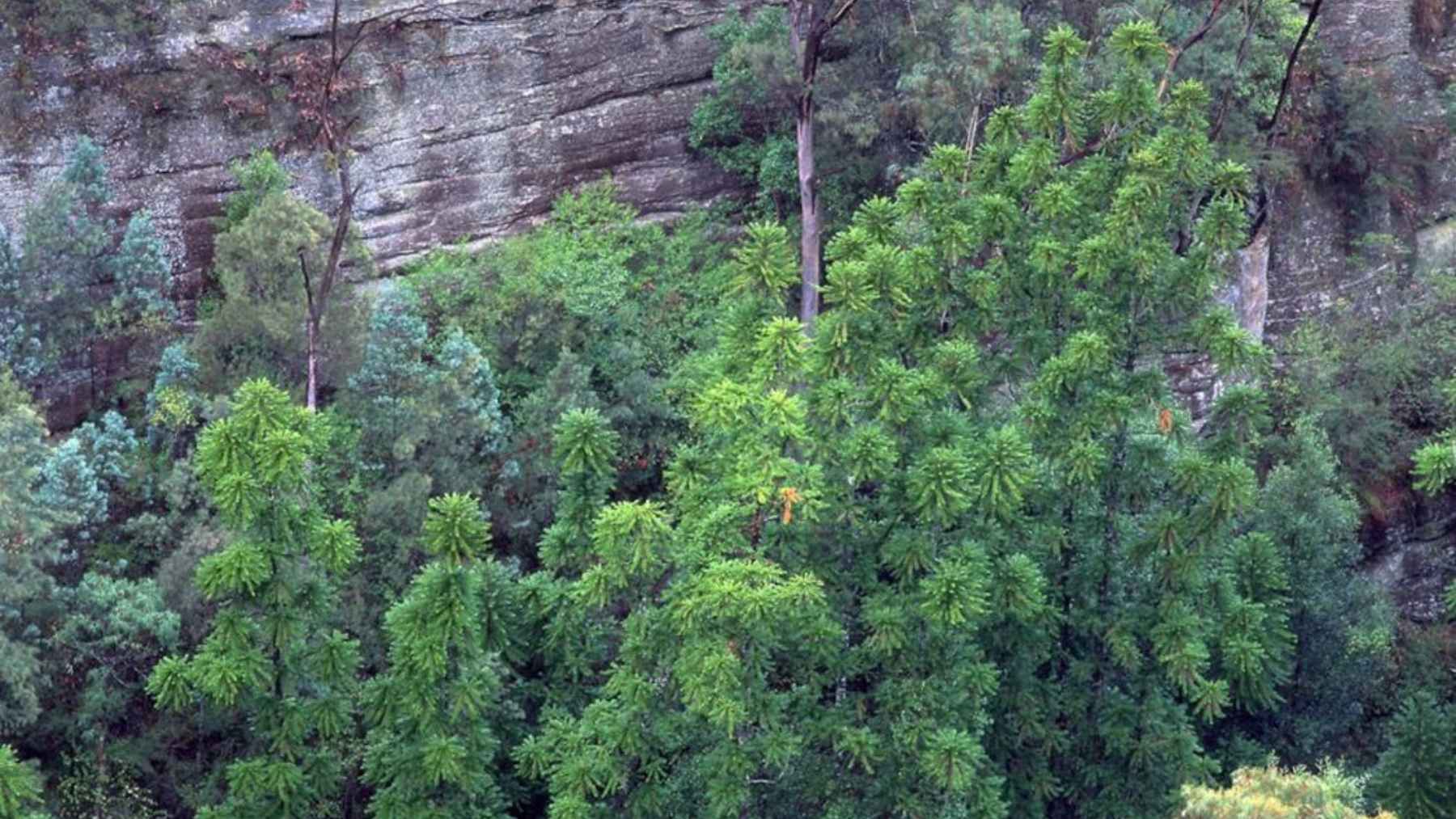 Wollemi pine trees growing inside a hidden canyon in Wollemi National Park Australia.