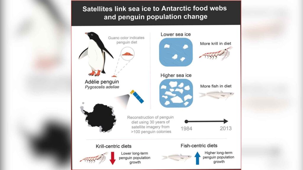 Infographic showing how satellite imagery links Adélie penguin guano color, sea ice, and diet changes across Antarctica.
