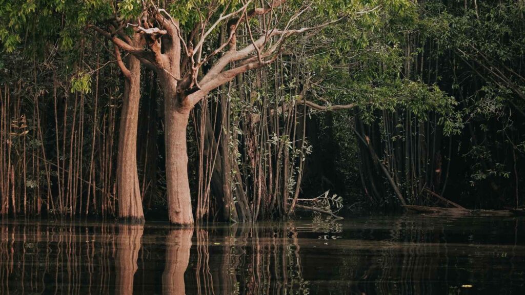 Scientists sequenced 461 trees from the Amazon and discovered a rather ...