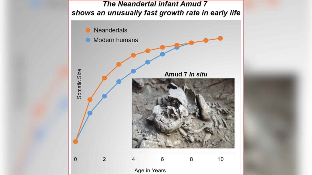Scientific graphic comparing the early growth of the Neanderthal infant Amud 7 with modern human children, alongside the fossil remains found in Amud Cave.