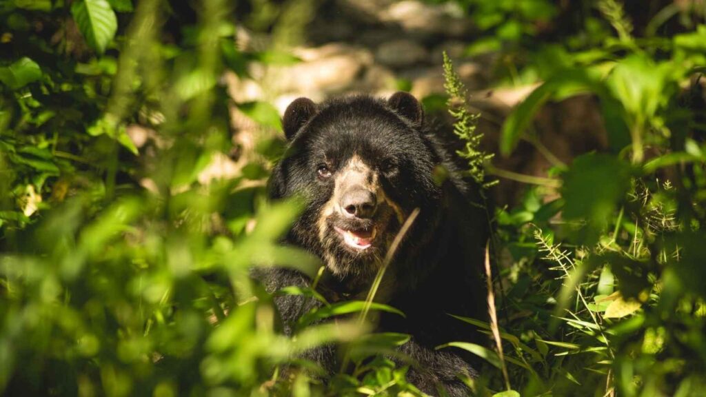 An Andean bear rests in dense forest habitat within Bolivia's Chaco region.