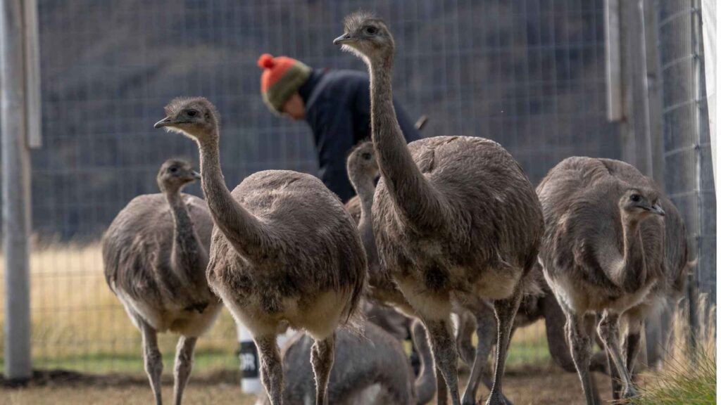 Andean rheas inside a conservation enclosure in Peru, where endangered birds receive care and breeding support