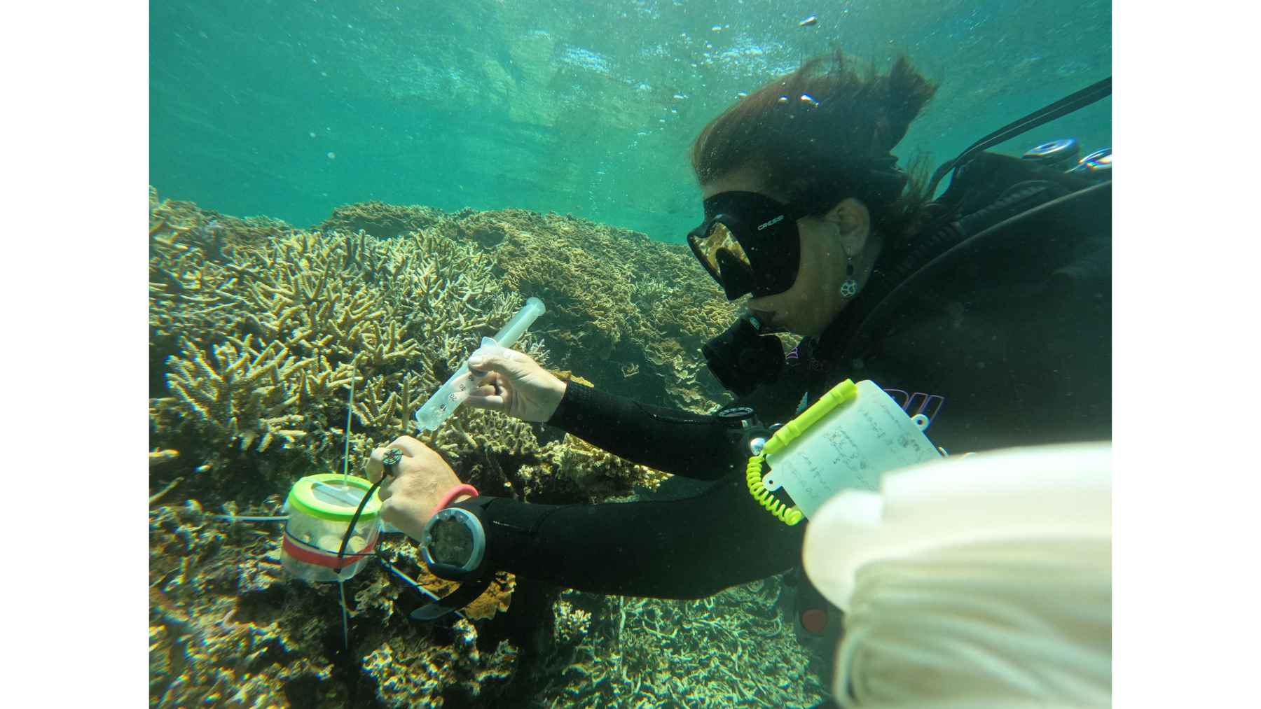 It looks like a yellow toy floating in a lagoon, but it has a huge mission: to find the most resilient corals before the ocean warms up again 1 Marine scientist collects coral samples while diving on a reef in Majuro Lagoon as part of the Super Reefs research project.