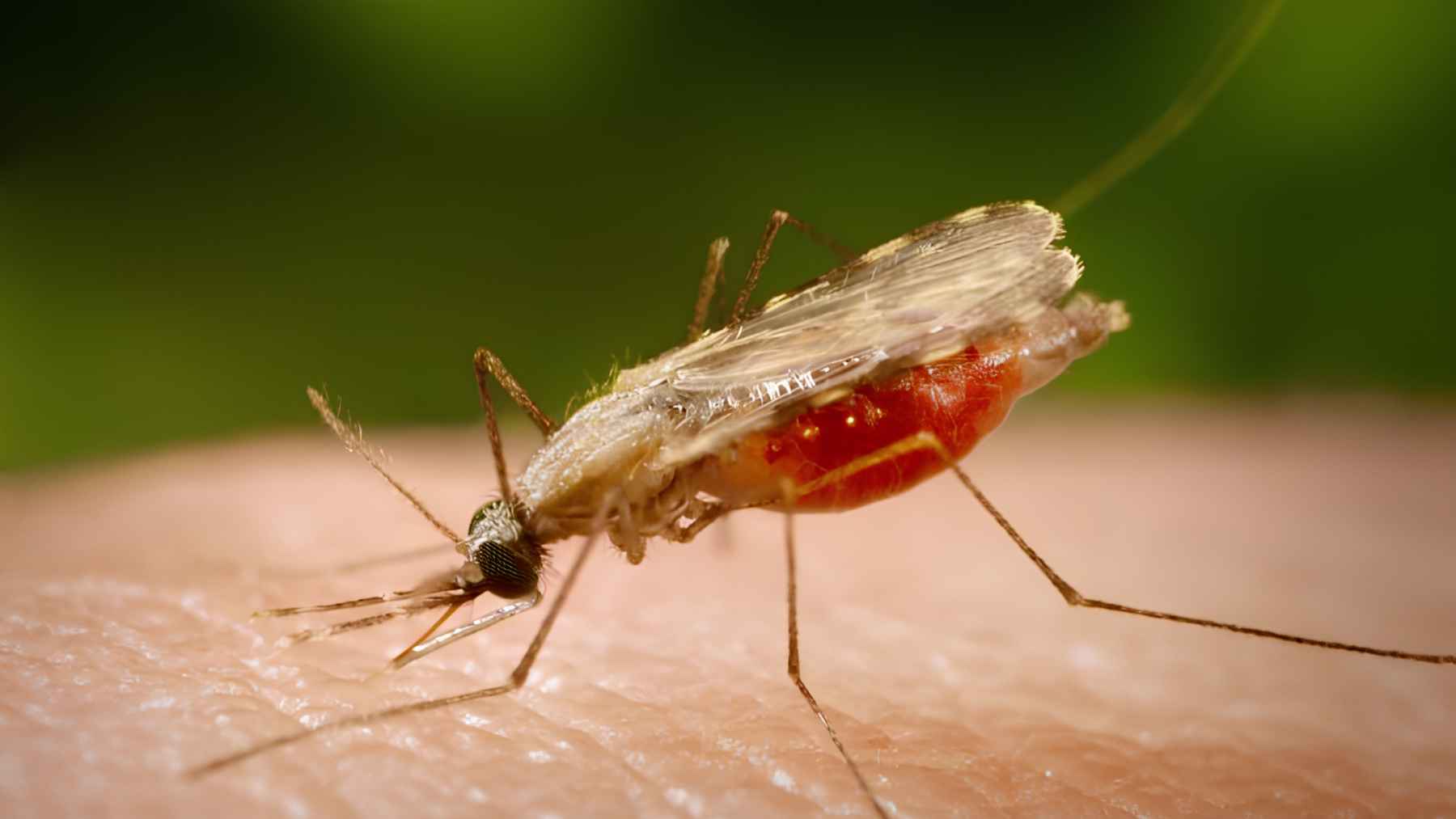 Anopheles mosquito feeding on human skin, the malaria-carrying insect targeted in sterile male release research.