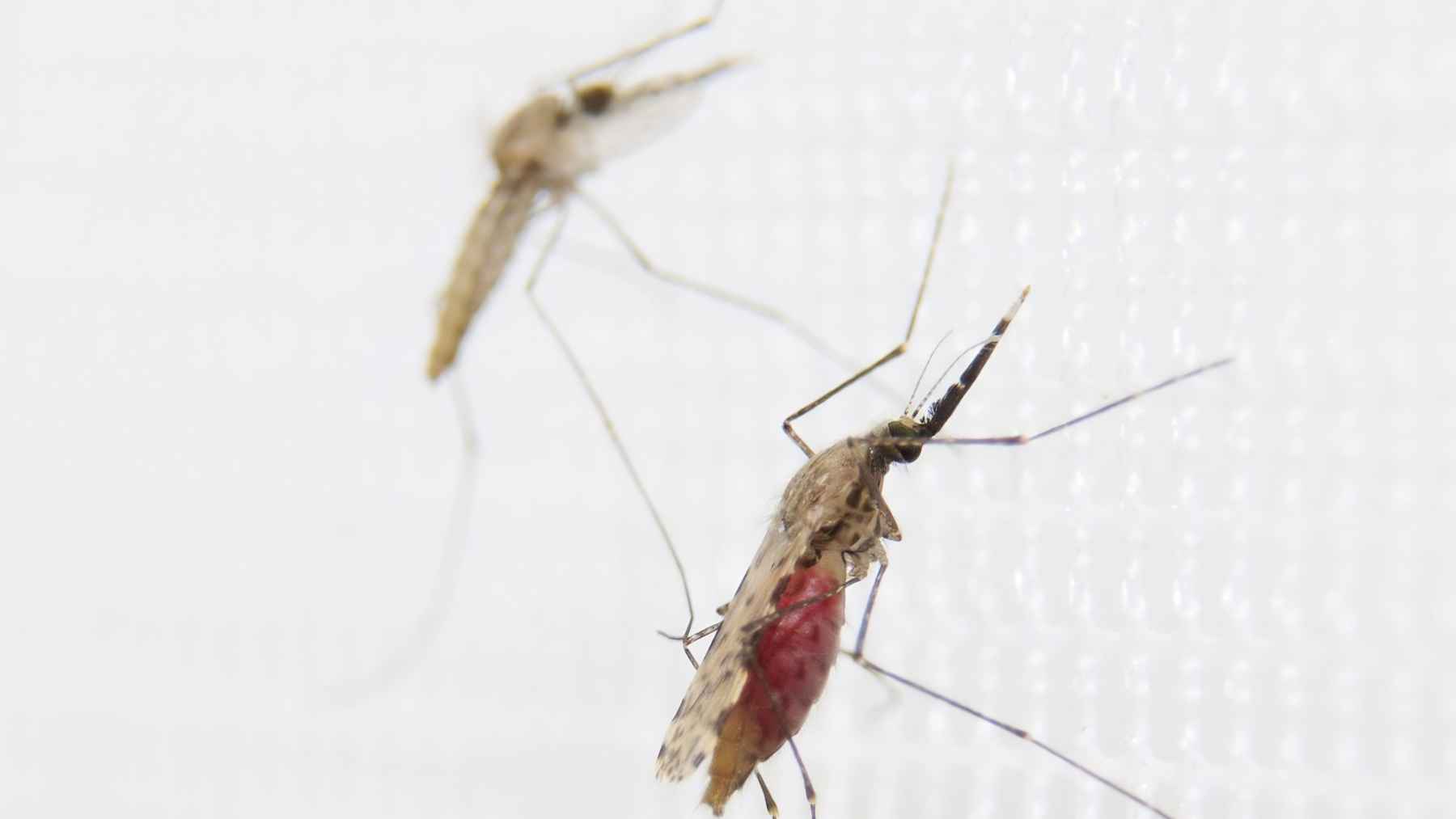 Science discovers the “point of no return” for mosquitoes: the mathematical trick that could forever change the fight against malaria 1 Two Anopheles mosquitoes resting on white netting, a species group targeted by sterile insect technique research.
