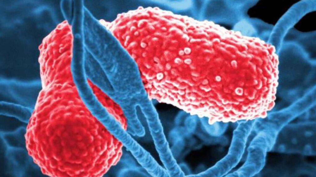 Microscopic image of antibiotic-resistant bacteria illustrating the biological processes behind antimicrobial resistance and bacterial mutation.