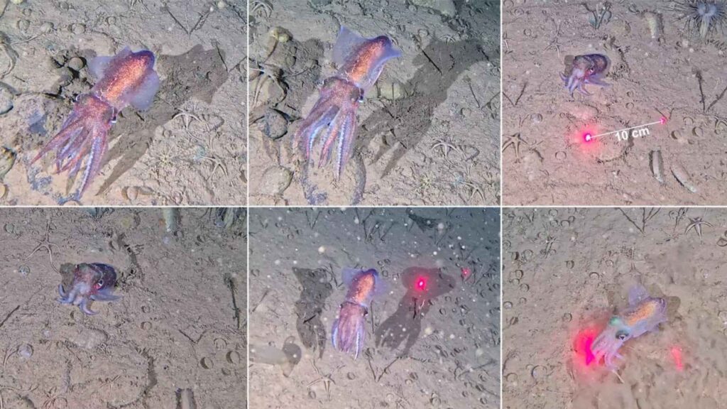 ROV observations of a live Arctic bobtail squid during multiple encounters on the seafloor in Northeast Greenland.
