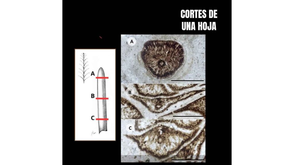 Microscopic cross-sections of Austrohamia vitrea fossil leaves, revealing exceptionally preserved Jurassic plant cells and internal tissues from Patagonia.