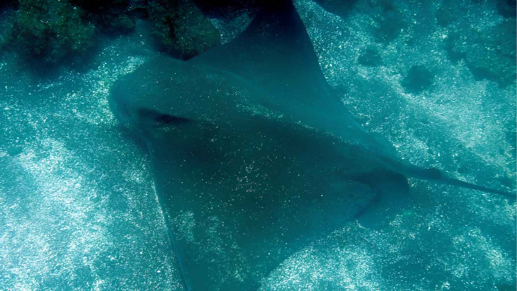 A frightened bat ray could warn the others without making a sound or splashing, by releasing a chemical signal into the water that its neighbors detect within seconds 1 Bat ray resting on the seafloor in marine habitat studied for chemical communication behavior