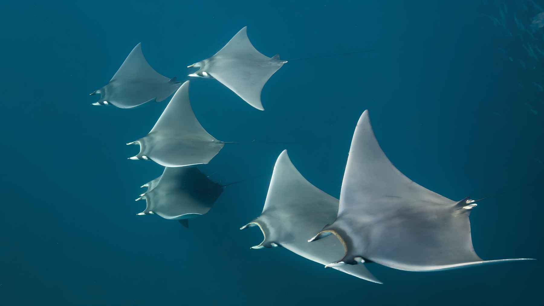 Group of bat rays swimming underwater showing social behavior linked to chemical warning signals