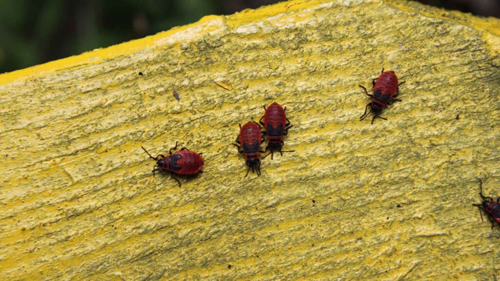 Young bed bugs (Cimex lectularius) gathered on a wooden surface during an early stage of development.