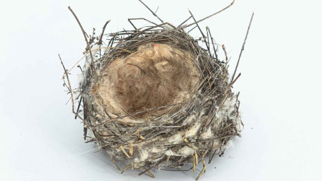 Close-up of bird nest made with twigs, fibers, and artificial materials mixed together