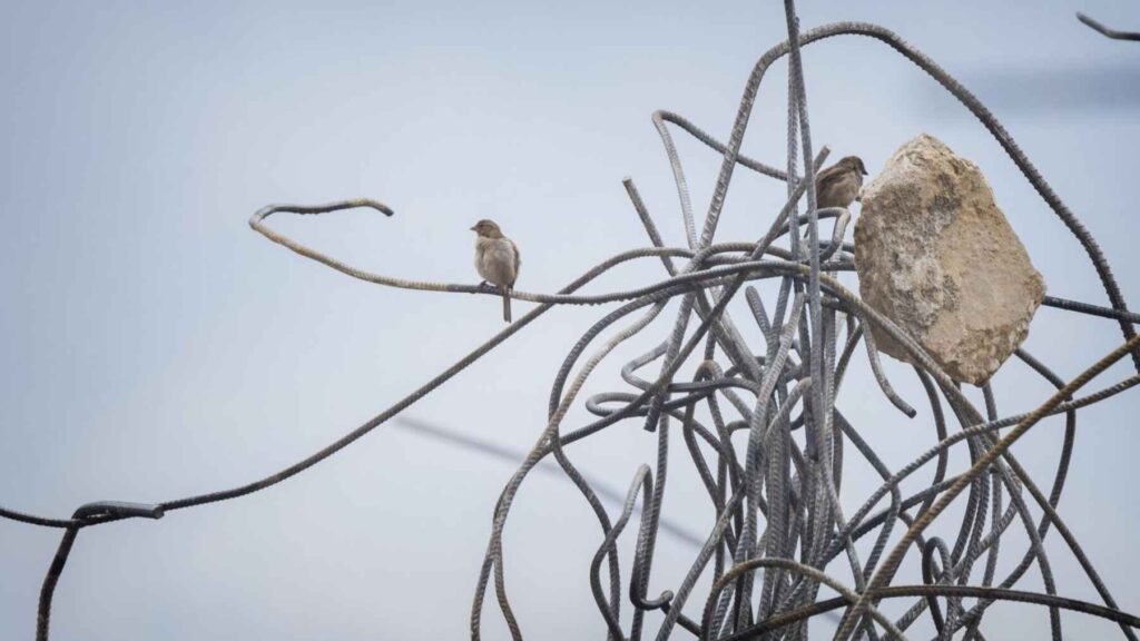 Birds perched on twisted metal wires in a damaged landscape, reflecting adaptation to harsh environments