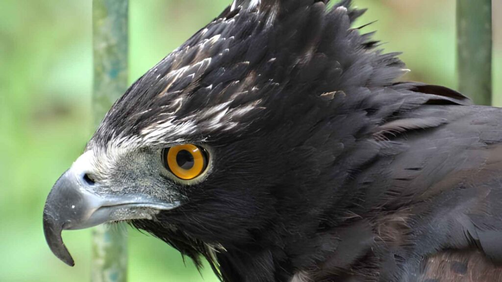 Close-up of a black hawk-eagle showing its crest and bright yellow eyes.