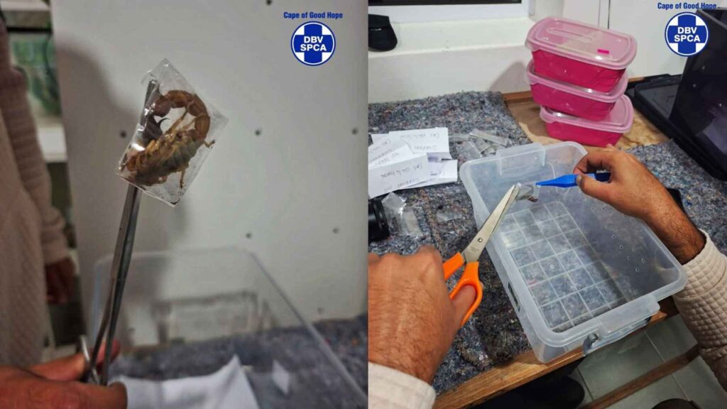 Wildlife officials carefully remove live scorpions from sealed plastic bags after they were seized at Cape Town International Airport.