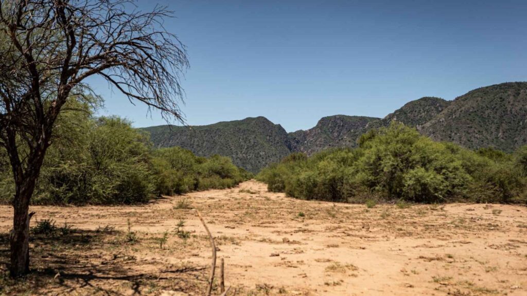 Chaco forest landscape in Córdoba, Argentina, habitat where the new rodent species Apnoctomys conicetorum was discovered