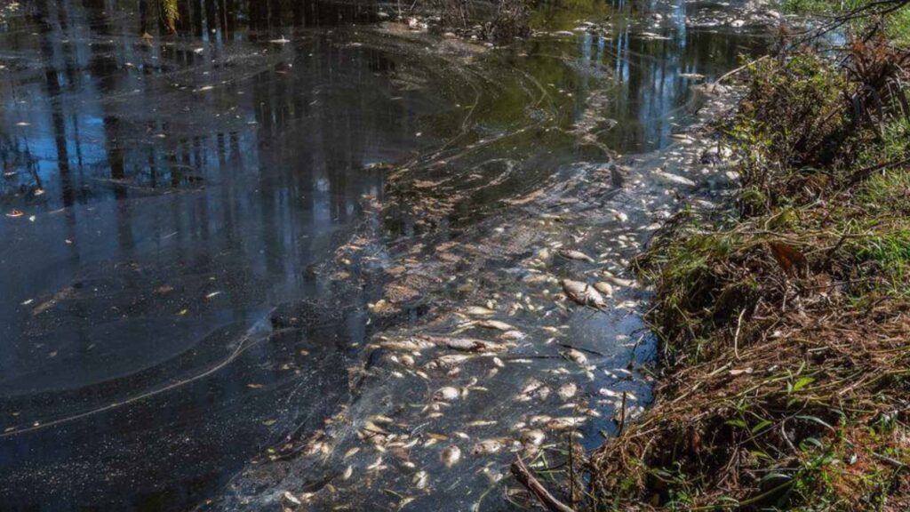 Dead fish along a polluted riverbank after stormwater runoff reduced oxygen levels in the water.
