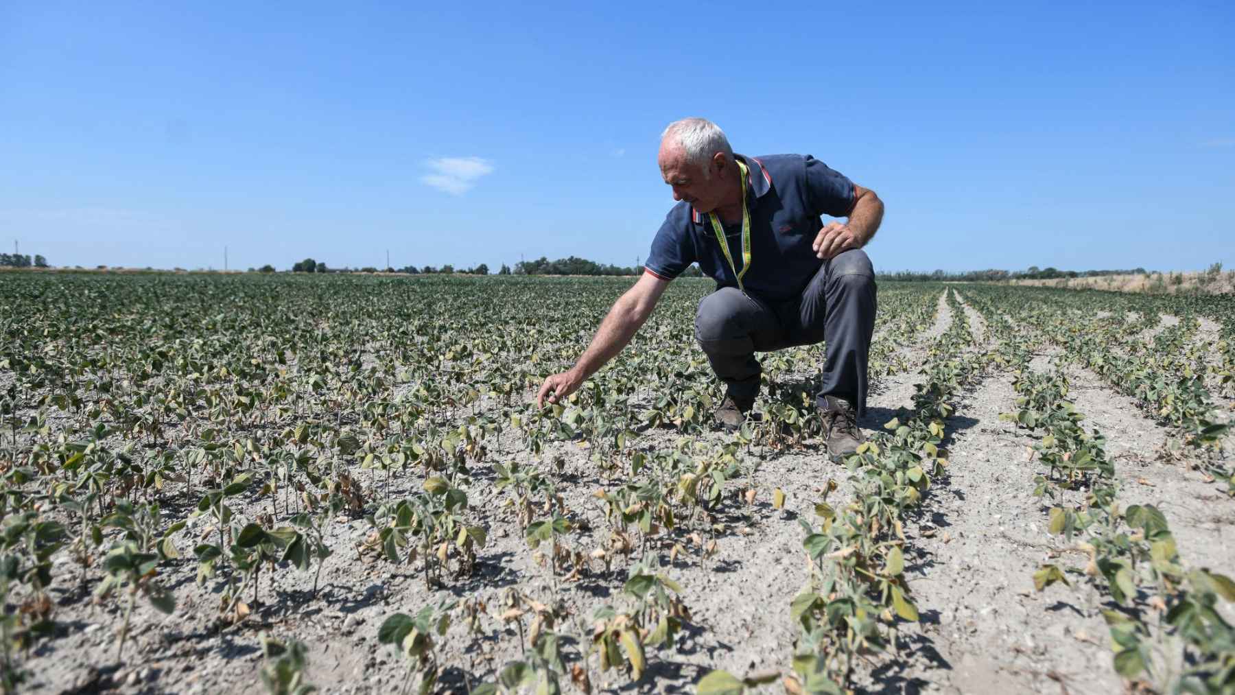 Soybean plants growing in an agricultural field as researchers study how climate change could increase yields while reducing nutritional quality.
