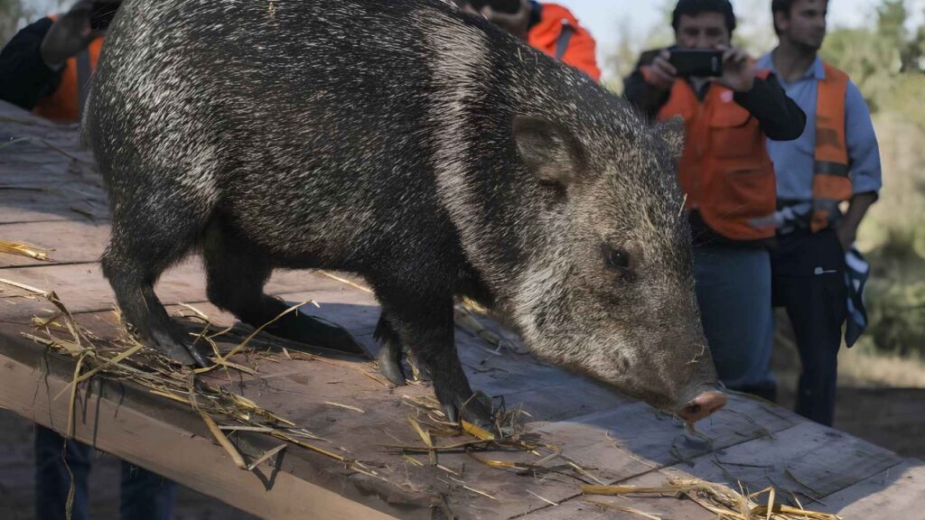A collared peccary (Pecari tajacu) walking through native habitat after its return to Uruguay.