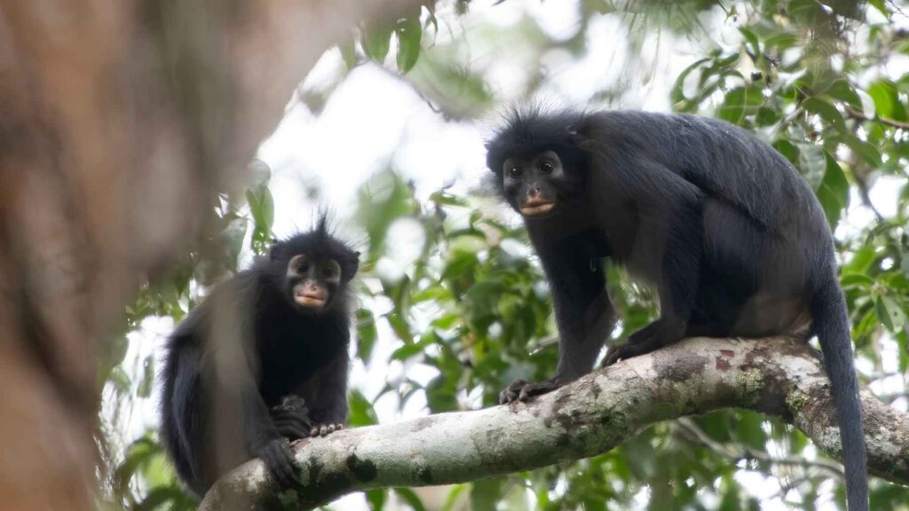 A group of Colobus congoensis monkeys in Lomami National Park, Democratic Republic of the Congo.