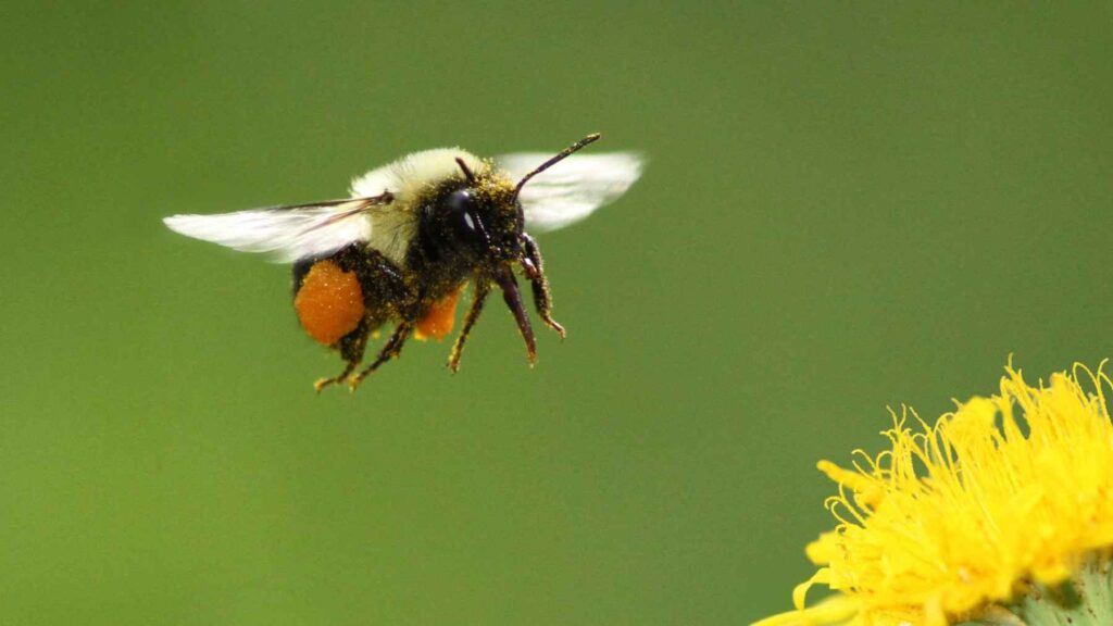 Common eastern bumblebee carrying pollen while flying near a flower during research on pesticide exposure.