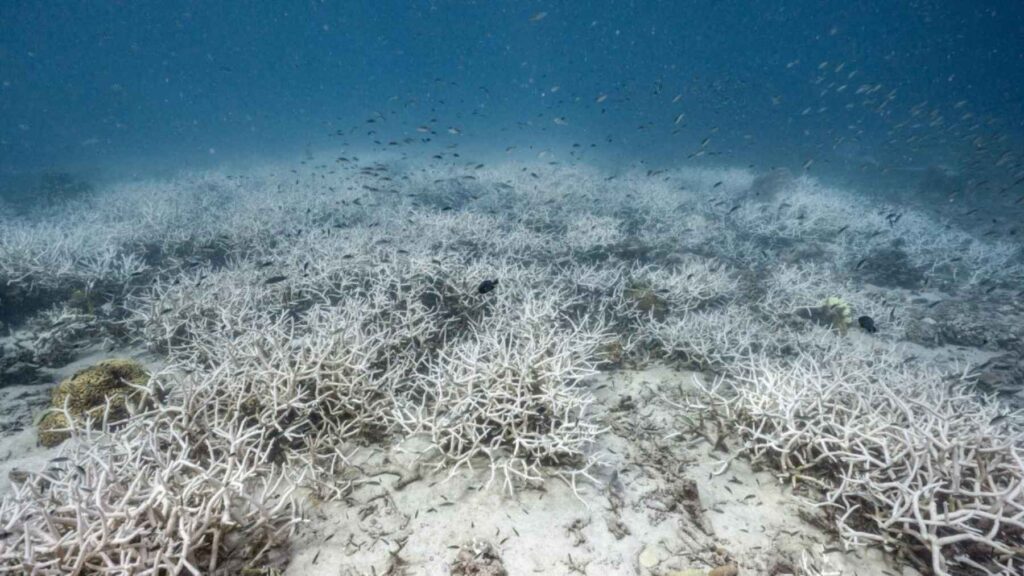 Bleached coral reef showing damage from ocean warming and climate change