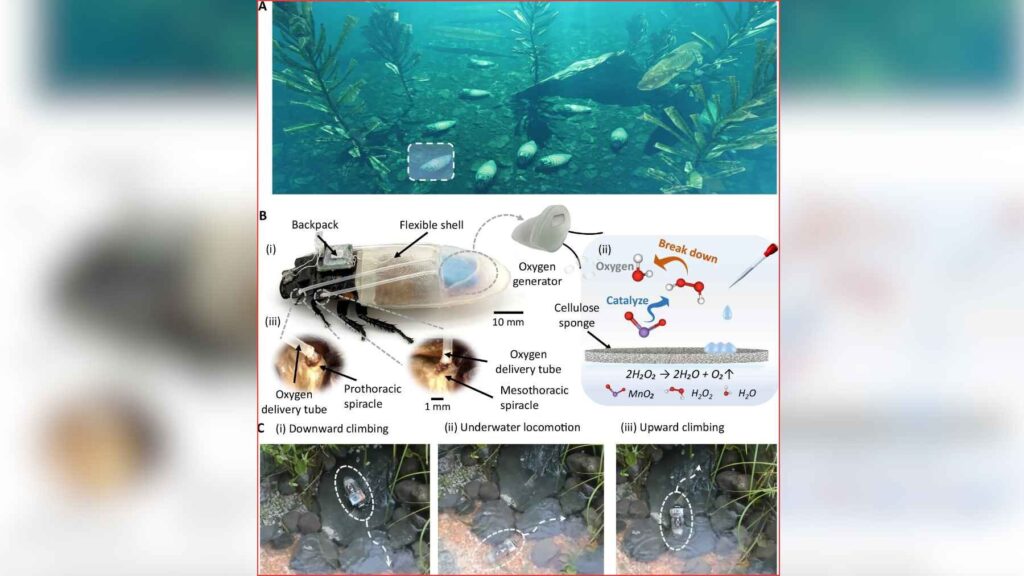 Diagram and photos showing the dive-suit’s peroxide oxygen generator, delivery tubes to spiracles, and underwater locomotion tests.