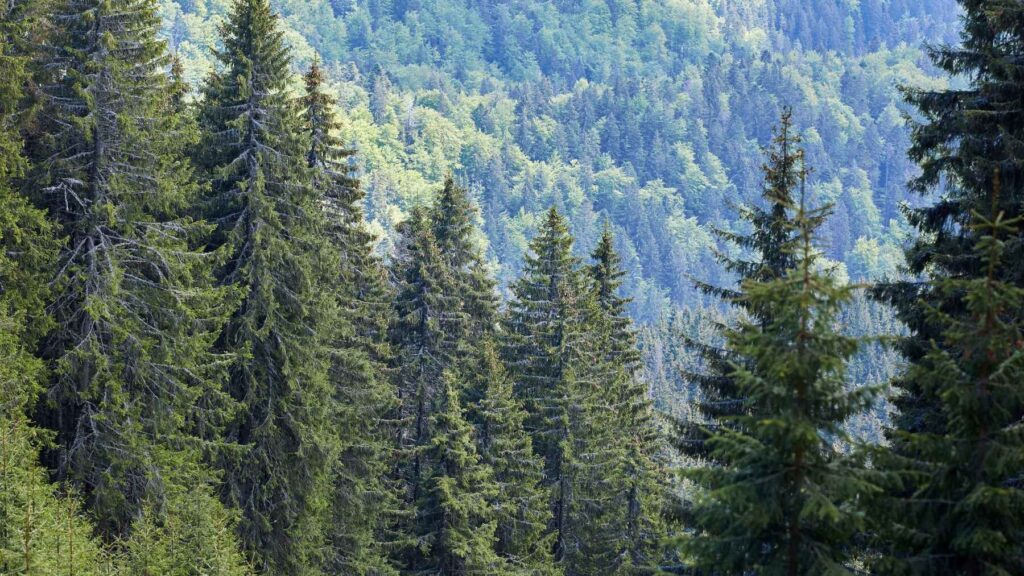 Dense pine forest covering hills and displacing native vegetation in a mountainous landscape.