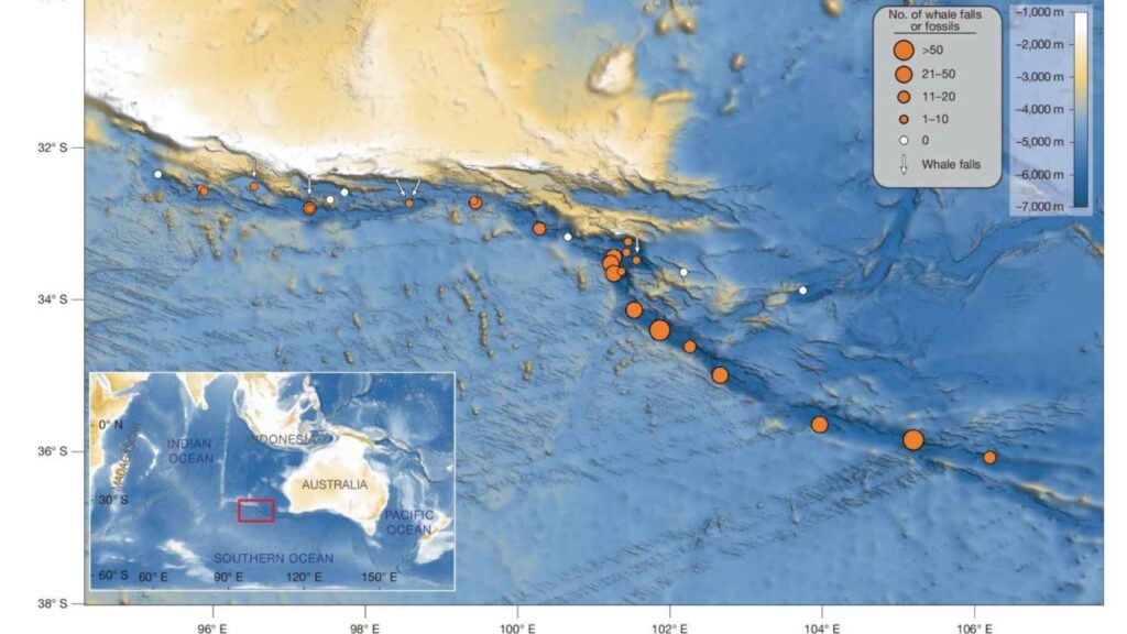Map of the Diamantina Zone showing the distribution of whale falls and fossil whale remains across the southeastern Indian Ocean.