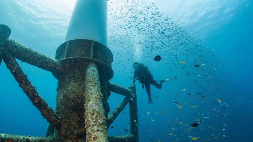Diver surveys reef fish around an offshore wind turbine foundation at Taiwan's Formosa Wind Farm.