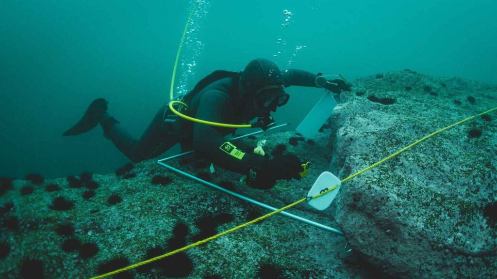 Scientific diver uses a quadrat and measuring tape to count black sea urchins on a rocky reef in the Ventanas marine refuge, Chile.