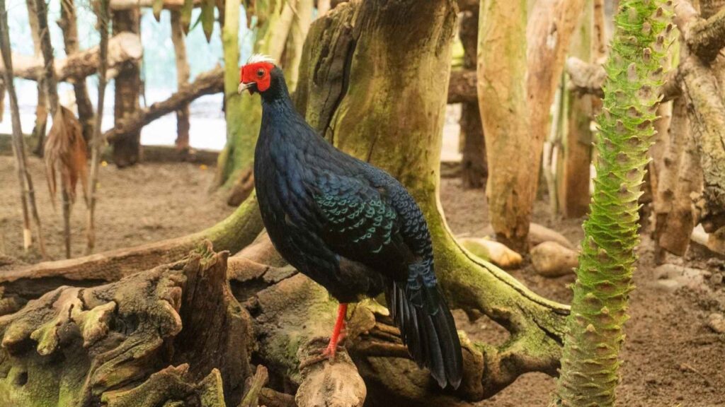 Male Edwards's pheasant at Bioparc Fuengirola, part of the international breeding program working to restore the critically endangered species in Vietnam.