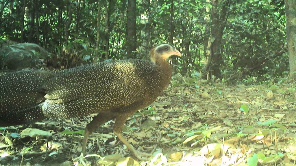 Female Edwards’s pheasant walking through dense forest in Vietnam, its natural habitat