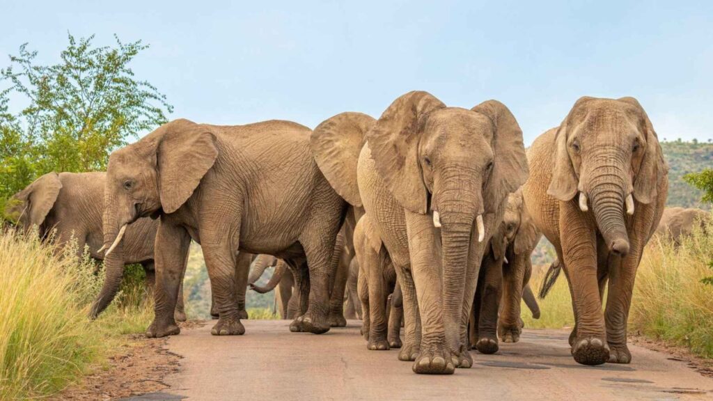 African elephant herd walking through the KAZA conservation landscape in southern Africa, where wildlife corridors connect protected areas across multiple countries.