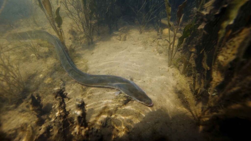 European eel moving through a shallow, low-oxygen river habitat with vegetation.