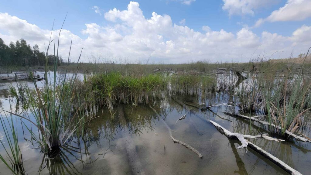 Native Everglades wetland recovering after invasive melaleuca trees were removed.