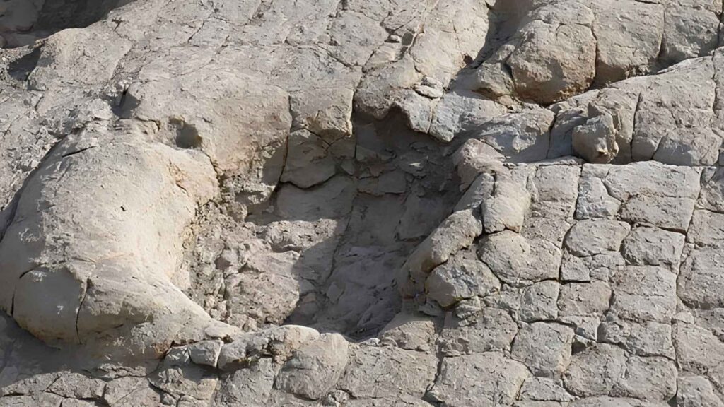 Close-up of a giant dinosaur footprint preserved in the Early Cretaceous rocks of the Saijrakh tracksite in northern Mongolia.