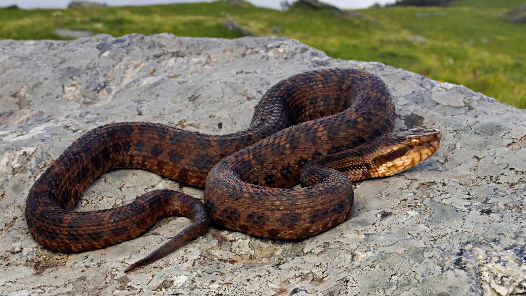 Himalayan pit viper resting on a rock in mountain habitat after species split discovery