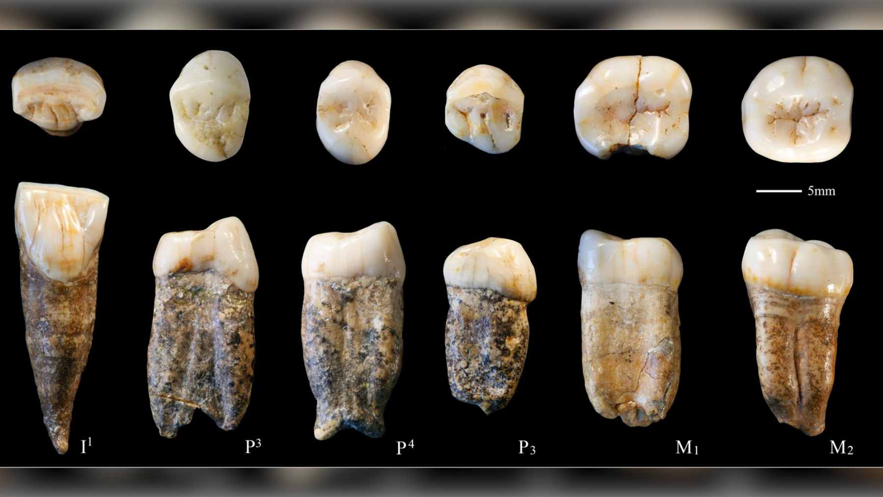 Homo erectus teeth dating back about 400,000 years, found in China, have just revealed an unexpected clue about a possible family connection to the mysterious Denisovans 1 A scientific analysis of 400,000-year-old Homo erectus fossil teeth, which provided rare enamel protein evidence of ancient links to Denisovans.