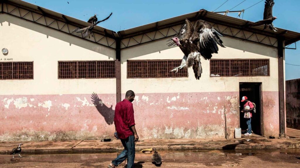 Hooded vulture near N'Djamena, Chad, where researchers documented declining populations linked to poisoning and illegal wildlife trade.