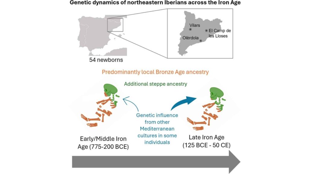 Infographic showing genetic dynamics of Iberians across the Iron Age based on ancient DNA from newborn remains