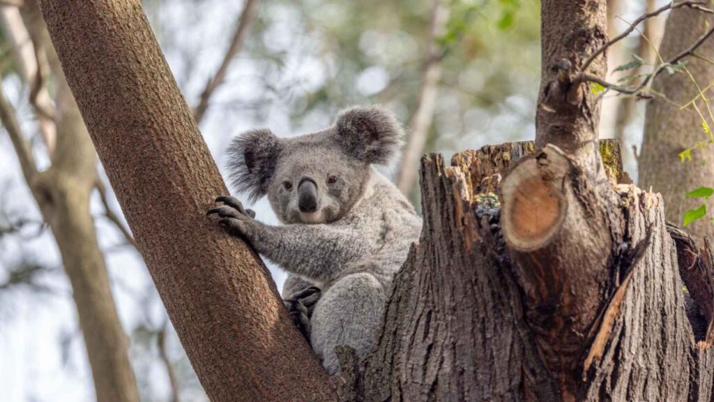 Koala resting on a tree in its natural eucalyptus habitat in Australia