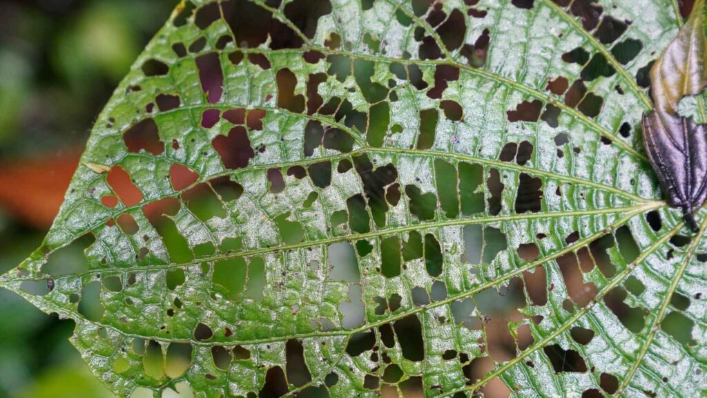 Close-up of leaf damaged by insects showing herbivory pressure and plant defense mechanisms in rainforest.